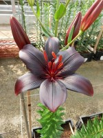 [5127 BlackCharm VZ No02.JPG]